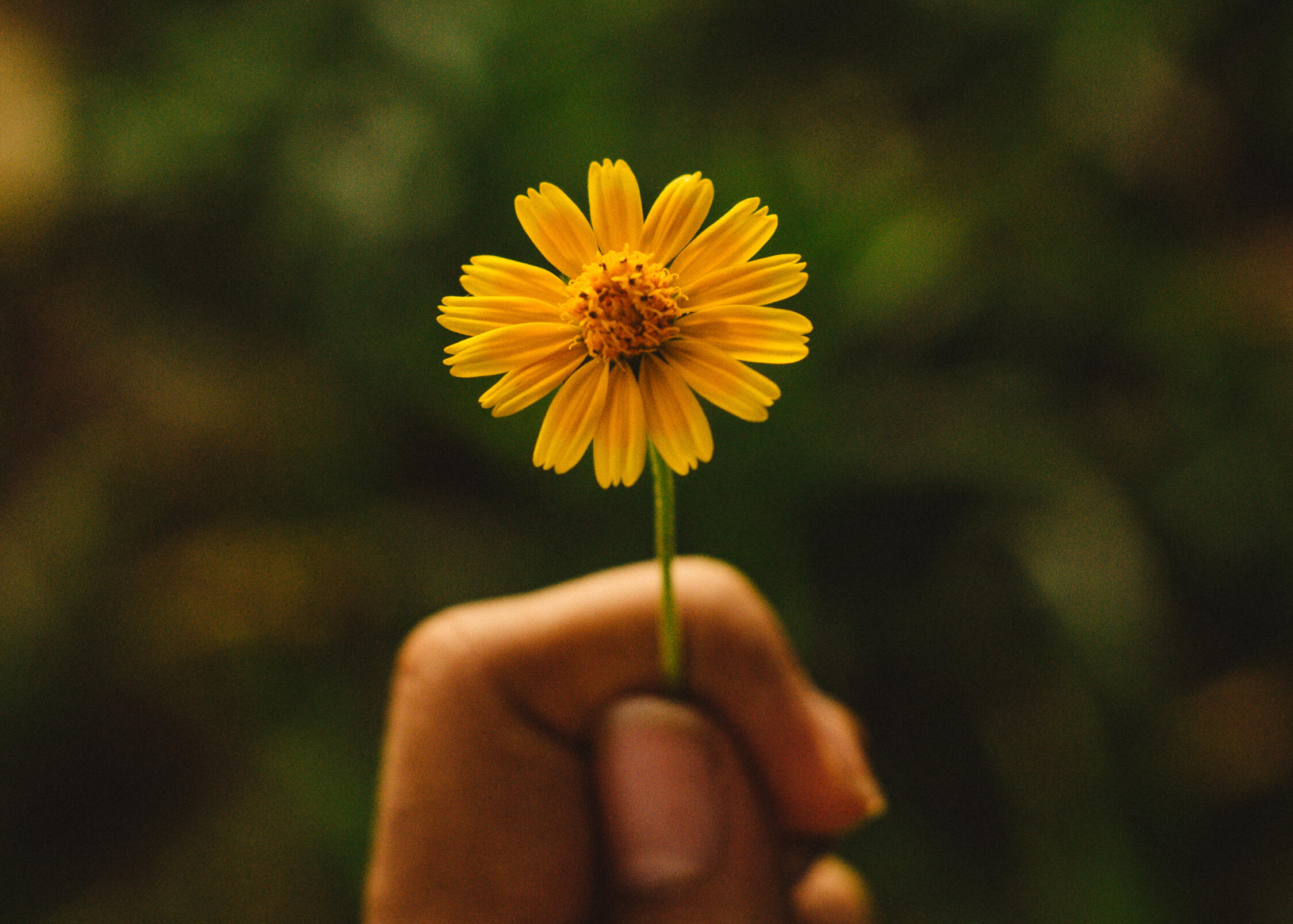 Warm flower imagery representing emotional healing